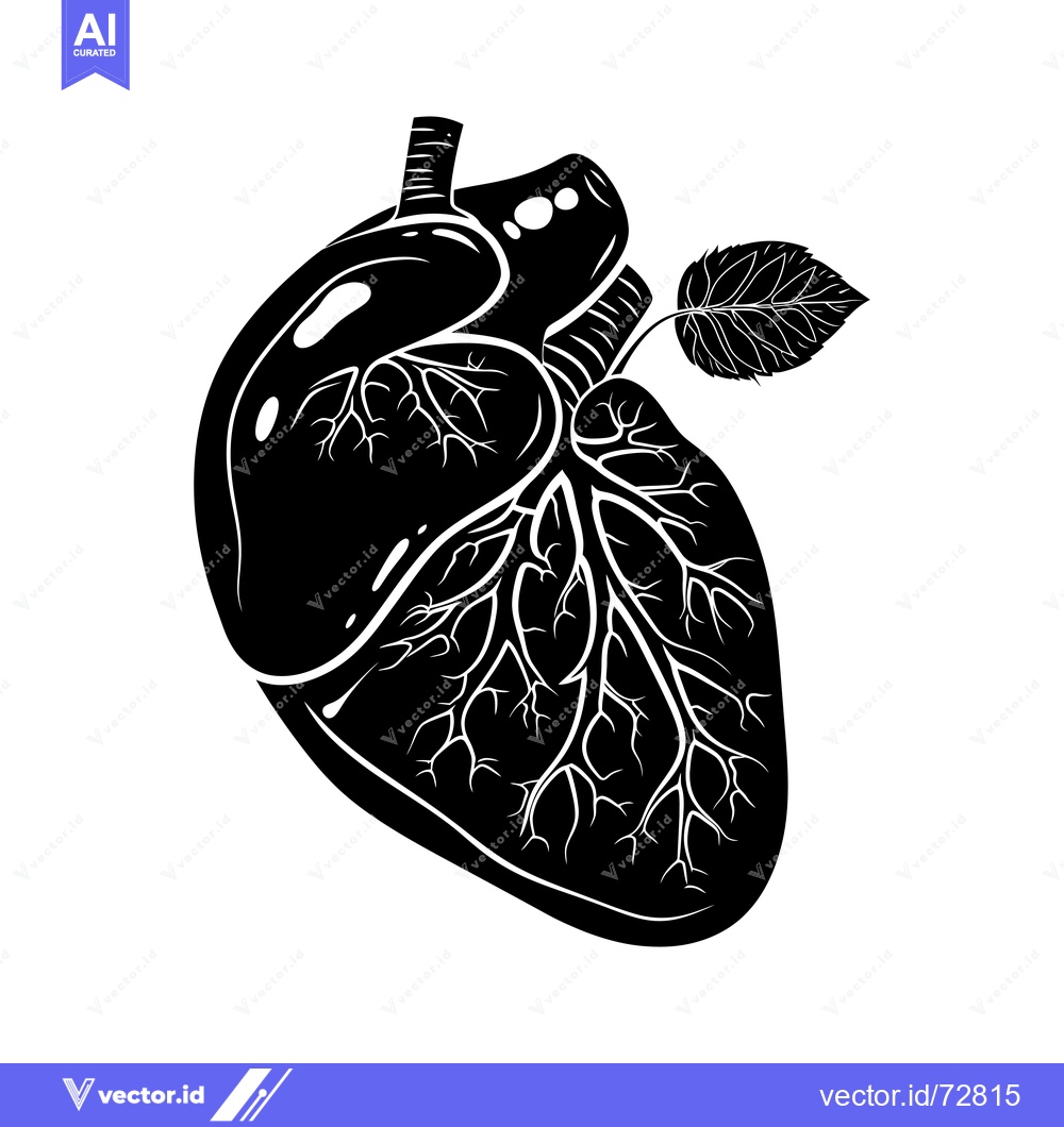 Premium Vector of A Detailed Anatomical Illustration of a Human Heart with a Single Leaf