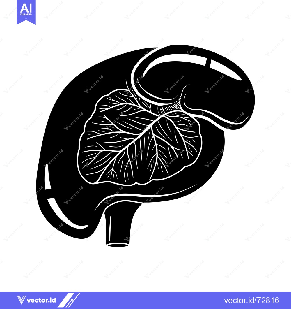 Premium Vector of Black and White Silhouette of a Human Spleen