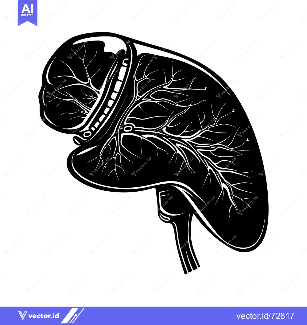 Premium Vector dari Black and White Silhouette of a Human Liver with Visible Vessels