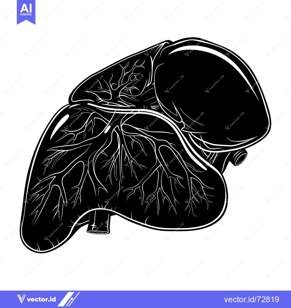 Premium Vector dari Black and White Illustration of a Human Liver with Veins