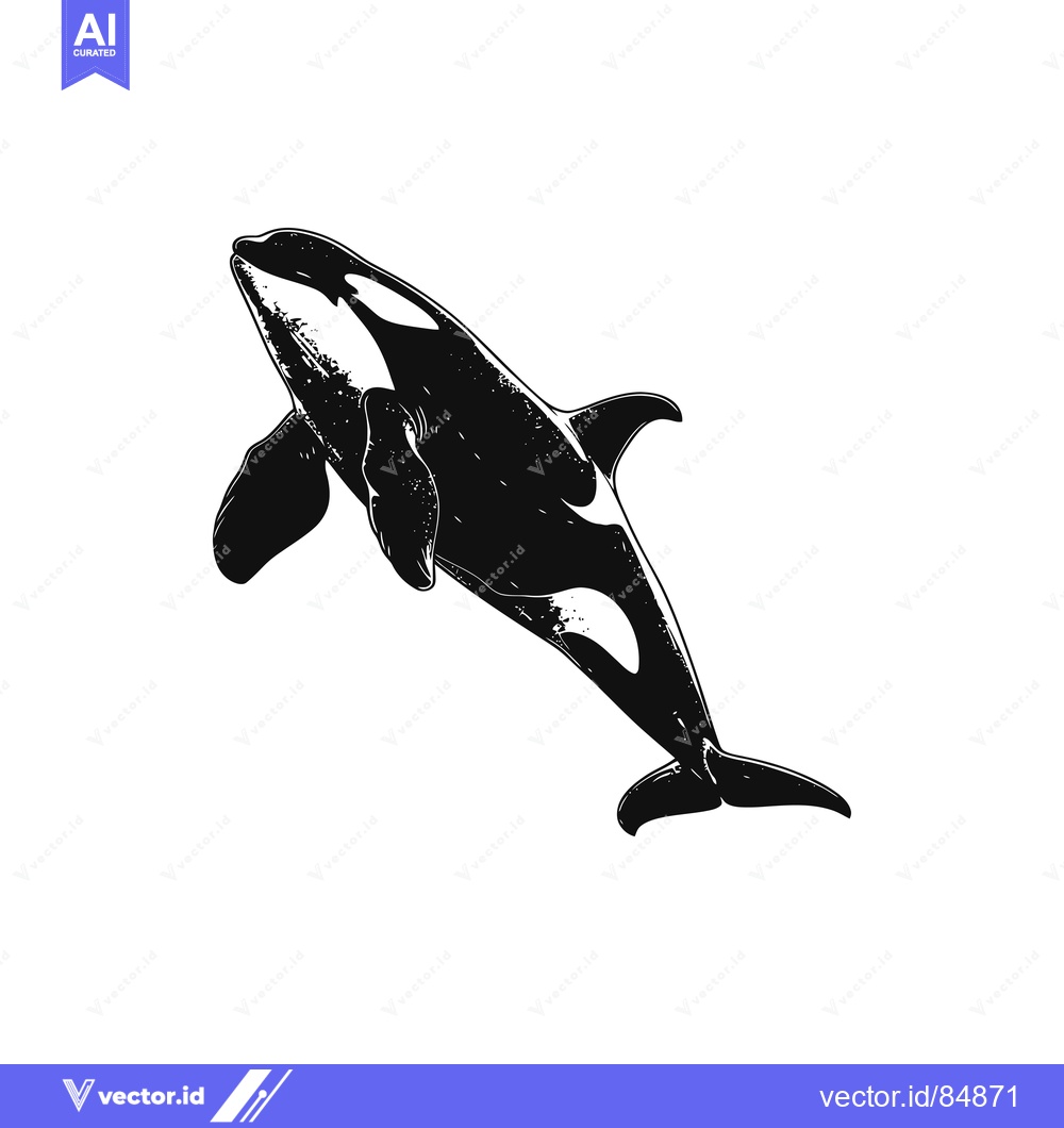 Premium Vector of Black and White Illustration of an Orca Whale Jumping Out of the Water