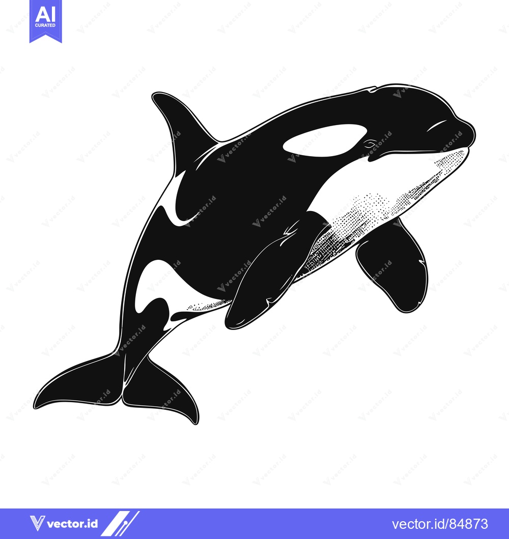 Premium Vector of Black and White Illustration of an Orca Whale Leaping Out of the Water