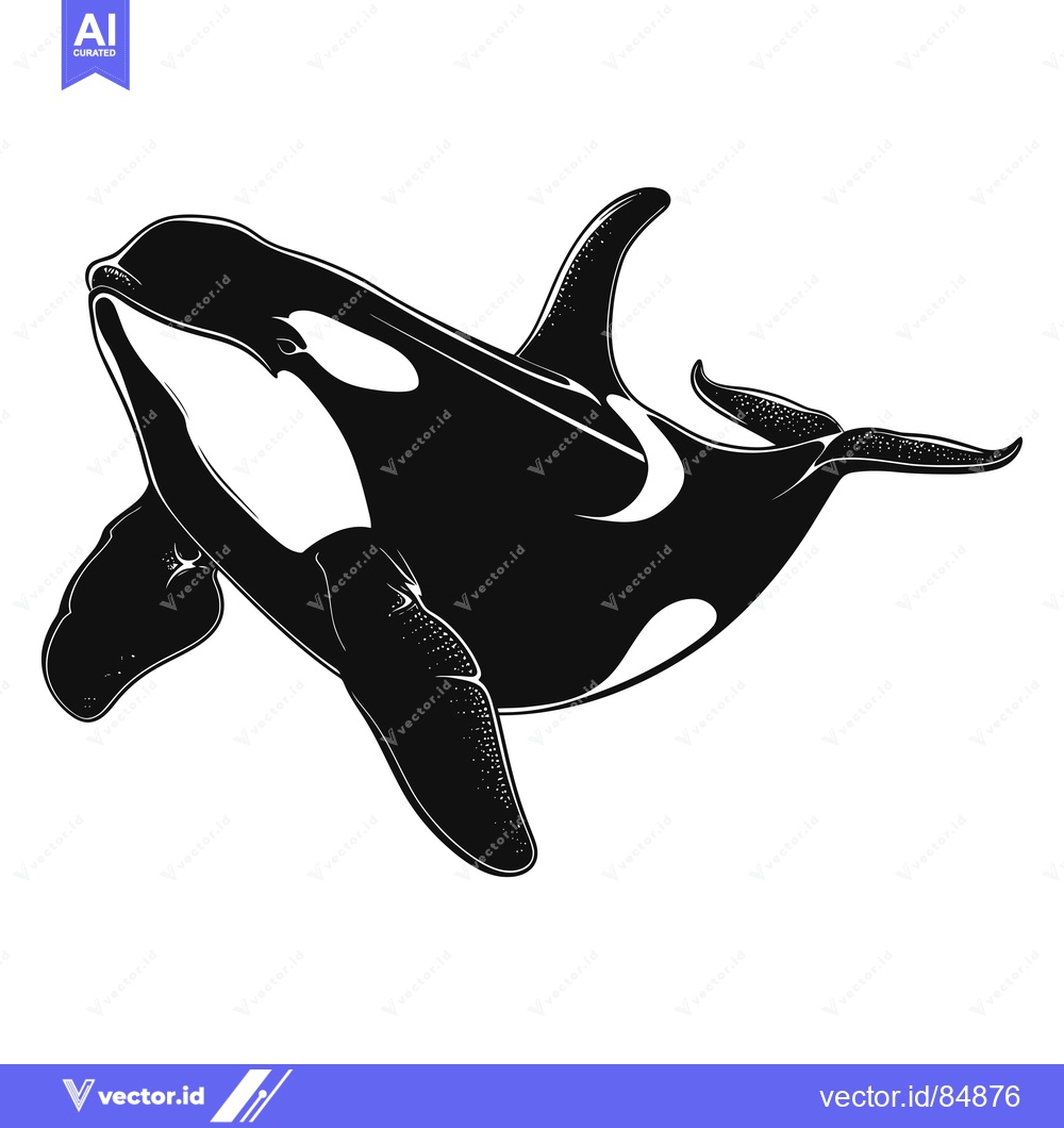 Premium Vector of Black and White Illustration of an Orca Whale Swimming