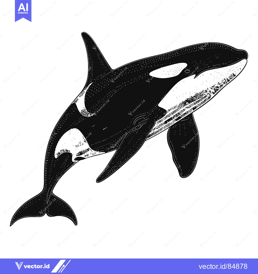 Premium Vector dari Black and White Illustration of a Killer Whale with White Patch