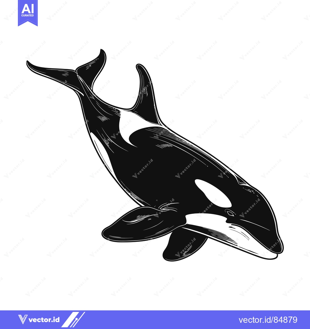 Premium Vector dari Black and White Illustration of an Orca Swimming