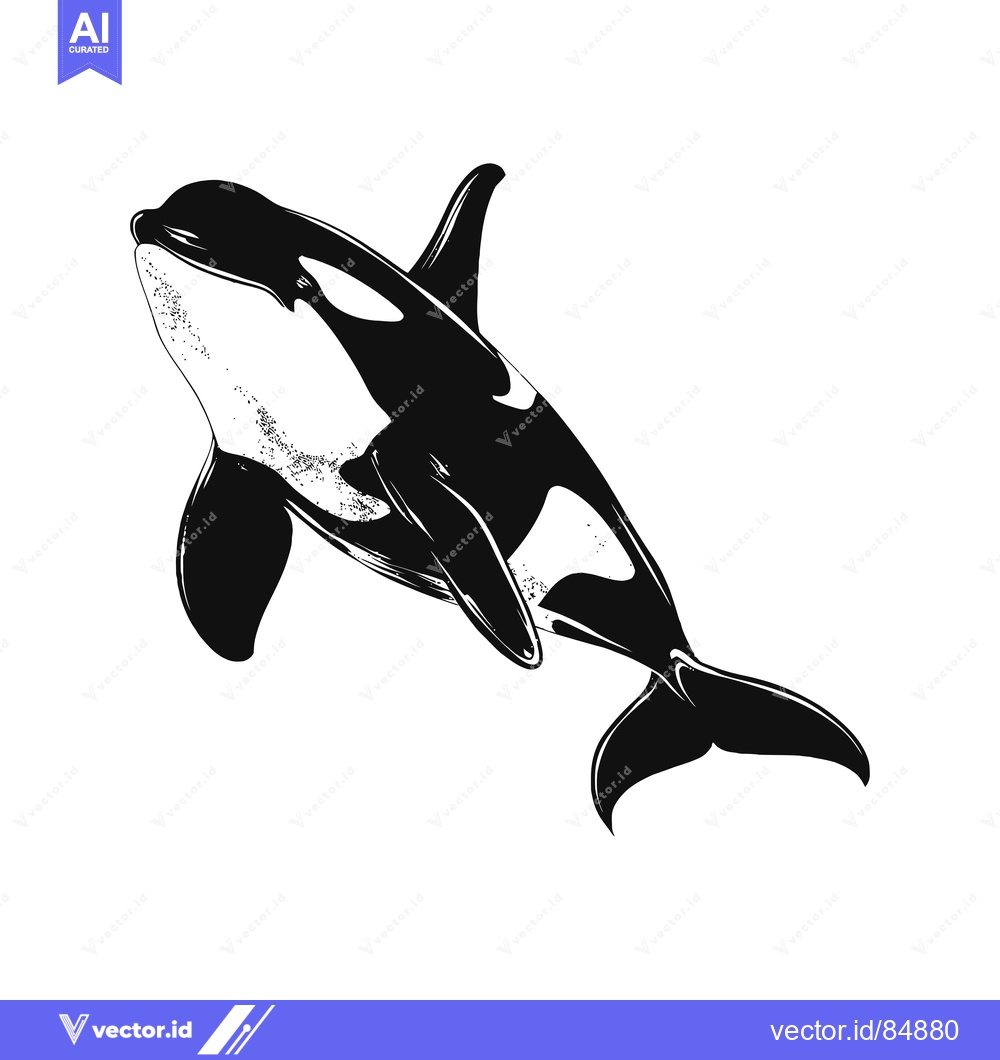 Premium Vector of Black and White Sketch of a Killer Whale Leaping from the Water