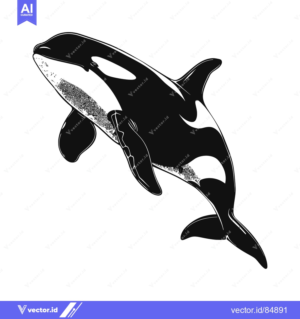 Premium Vector dari Black and White Illustration of an Orca Whale Leaping Out of the Water