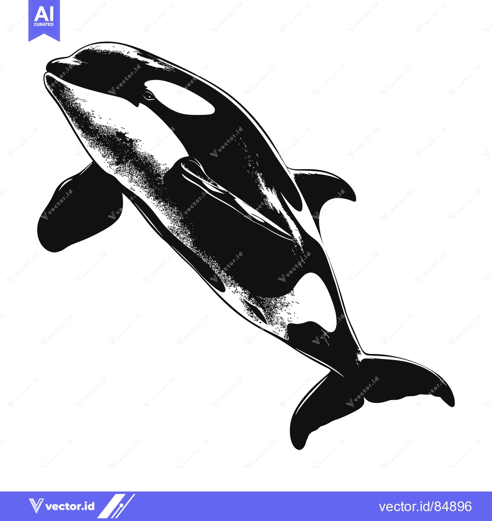 Premium Vector of Black and White Illustration of an Orca Whale Leaping from the Water