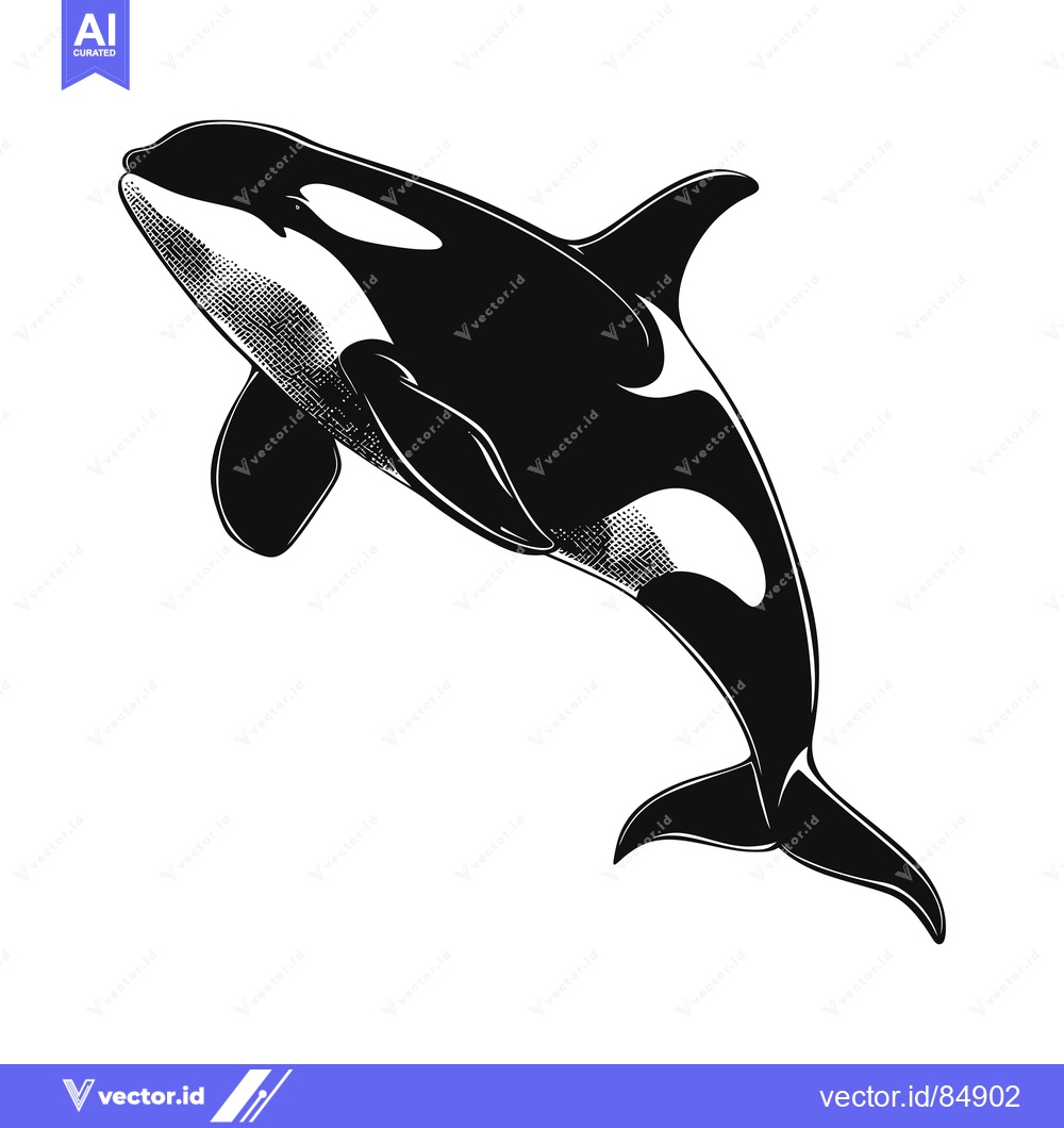 Premium Vector dari A Black and White Illustration of an Orca Whale Leaping Out of the Wat