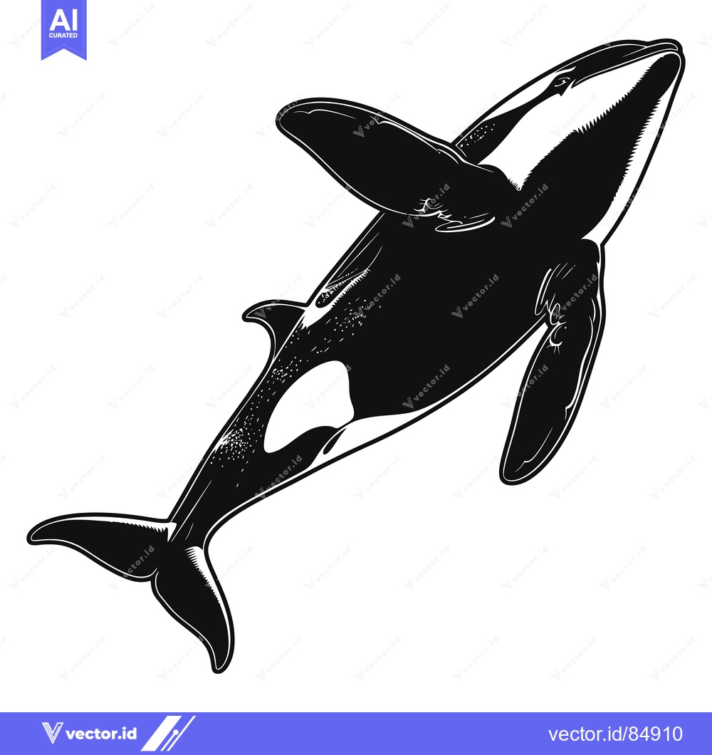 Premium Vector dari Black and White Illustration of an Orca Swimming Upwards