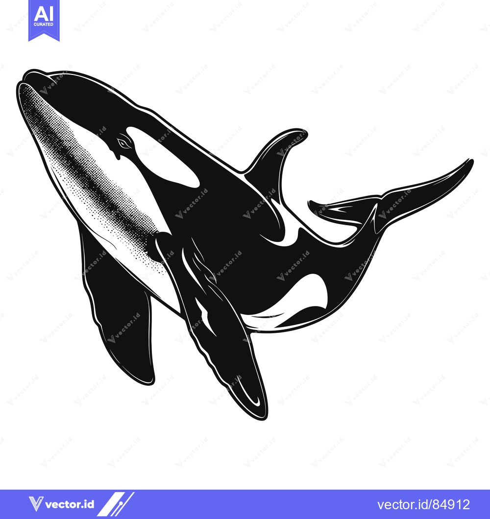 Premium Vector of Black and White Illustration of a Killer Whale in Mid-Jump