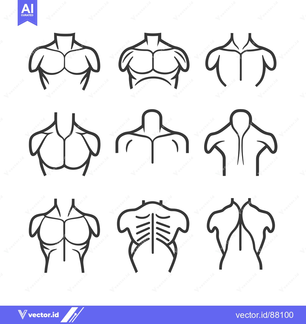 Premium Vector dari Nine Line Drawings of Human Torso Muscles