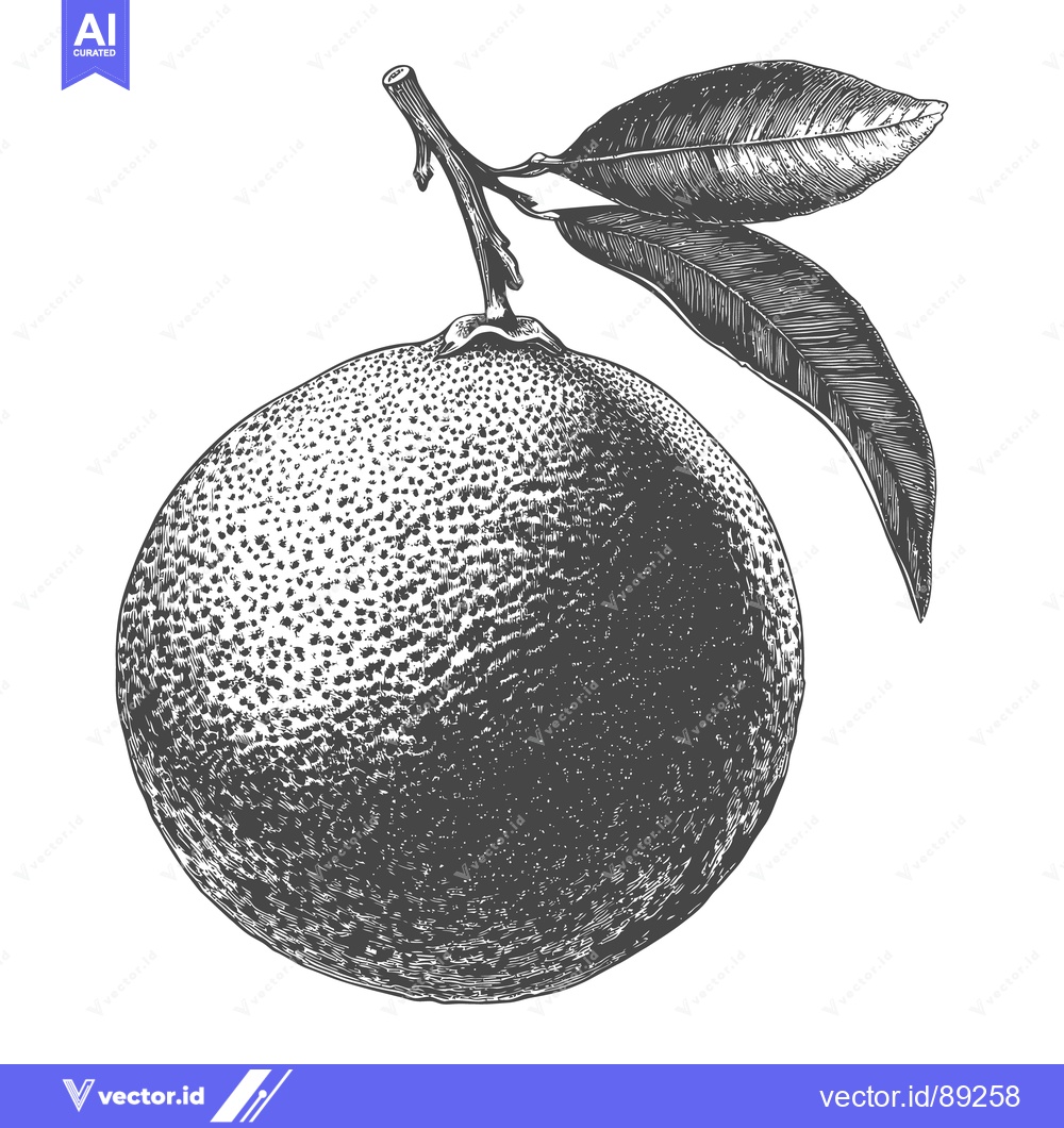 Premium Vector of A detailed black and white illustration of an orange fruit