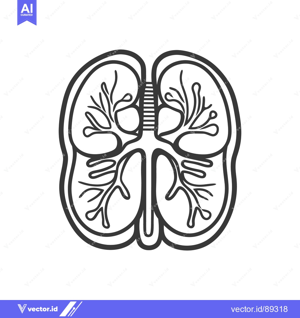 Premium Vector dari Simplified anatomical diagram of the human respiratory system lungs