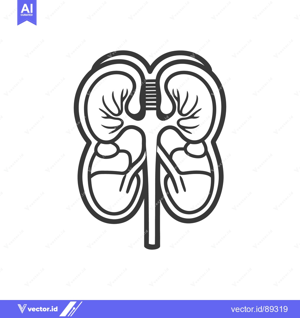 Premium Vector dari A detailed black and white medical illustration of kidneys