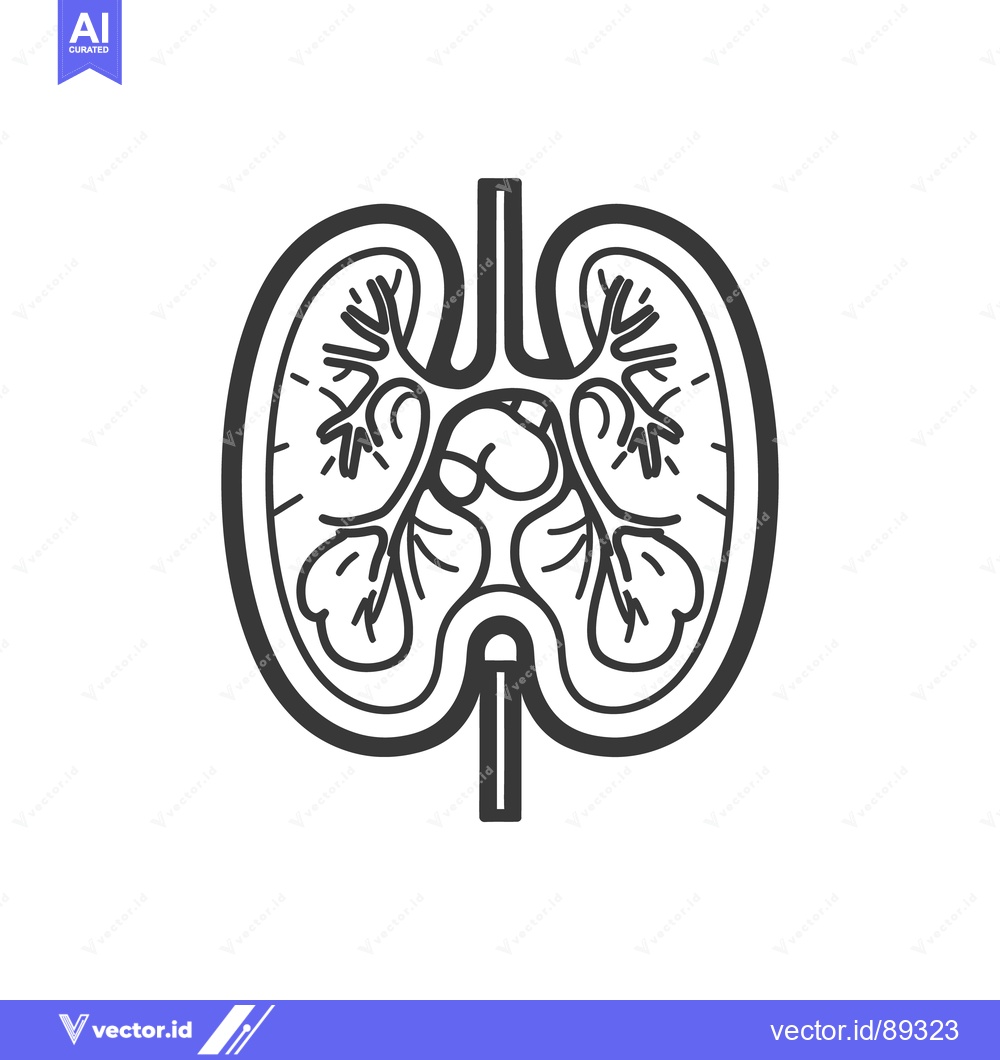 Premium Vector of A simplified anatomical illustration depicts human lungs and related a