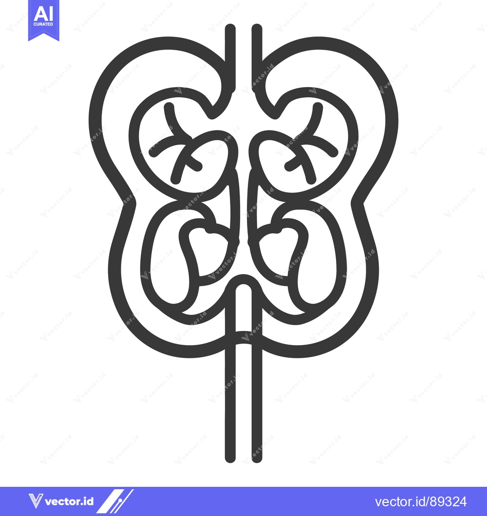 Premium Vector of A graphic illustration showing the human kidneys and related organs