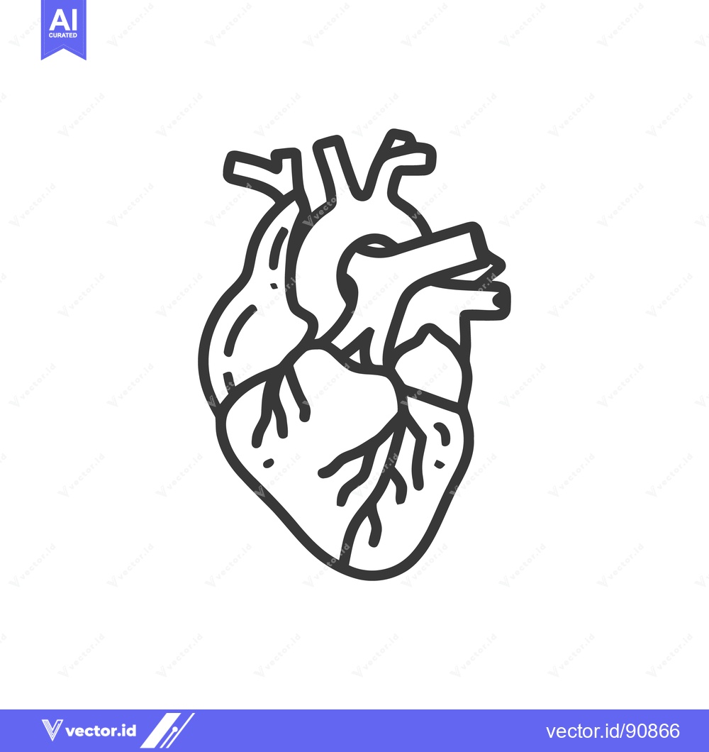 Premium Vector of Anatomical Heart Line Art: Detailed Medical Illustration on White Back