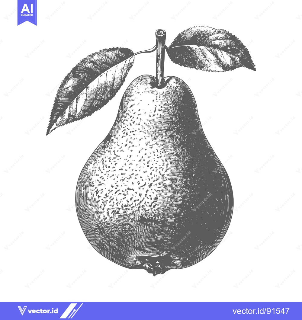 Premium Vector of A detailed vintage drawing of a fresh pear with leaves