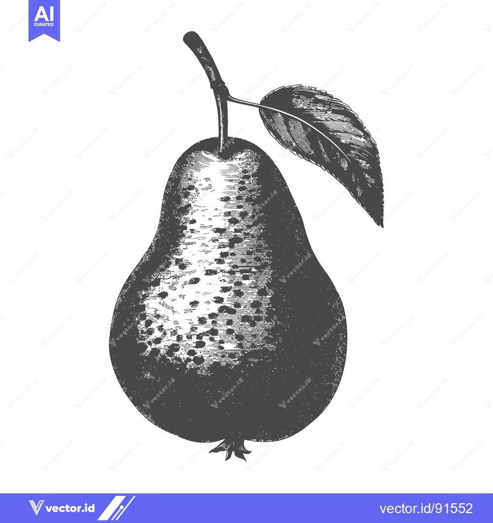 Premium Vector dari A detailed monochrome illustration of a ripe pear fruit