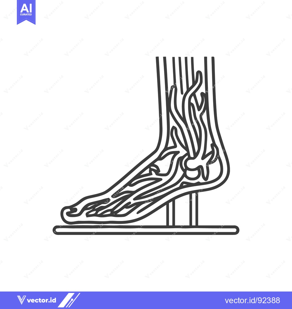 Premium Vector dari Foot Anatomy: Detailed Line Art Illustration of Veins and Structure