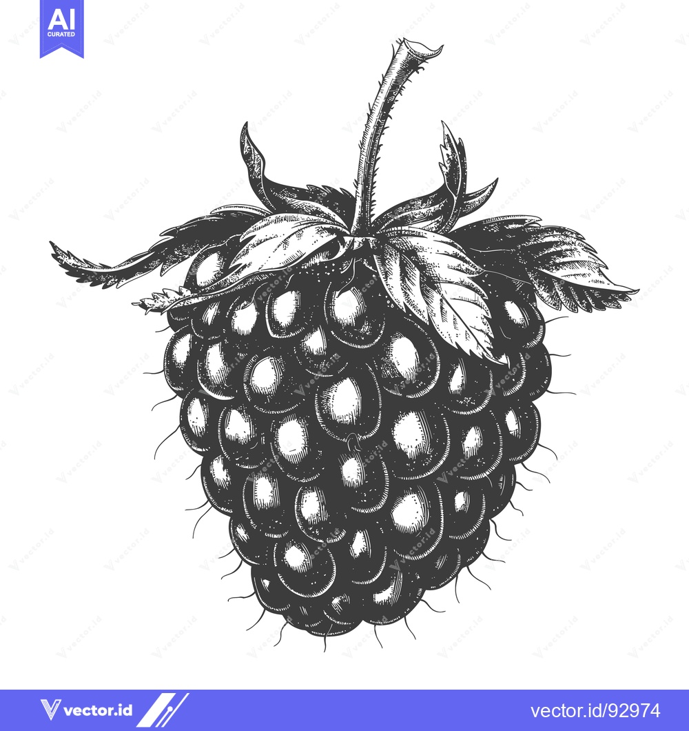 Premium Vector dari An artistic black and white illustration of a ripe blackberry