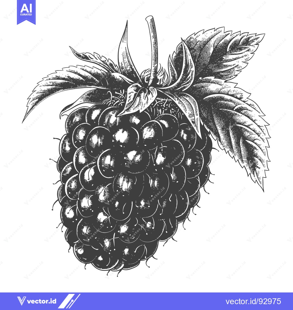 Premium Vector of An illustration depicting a detailed drawing of a fresh blackberry