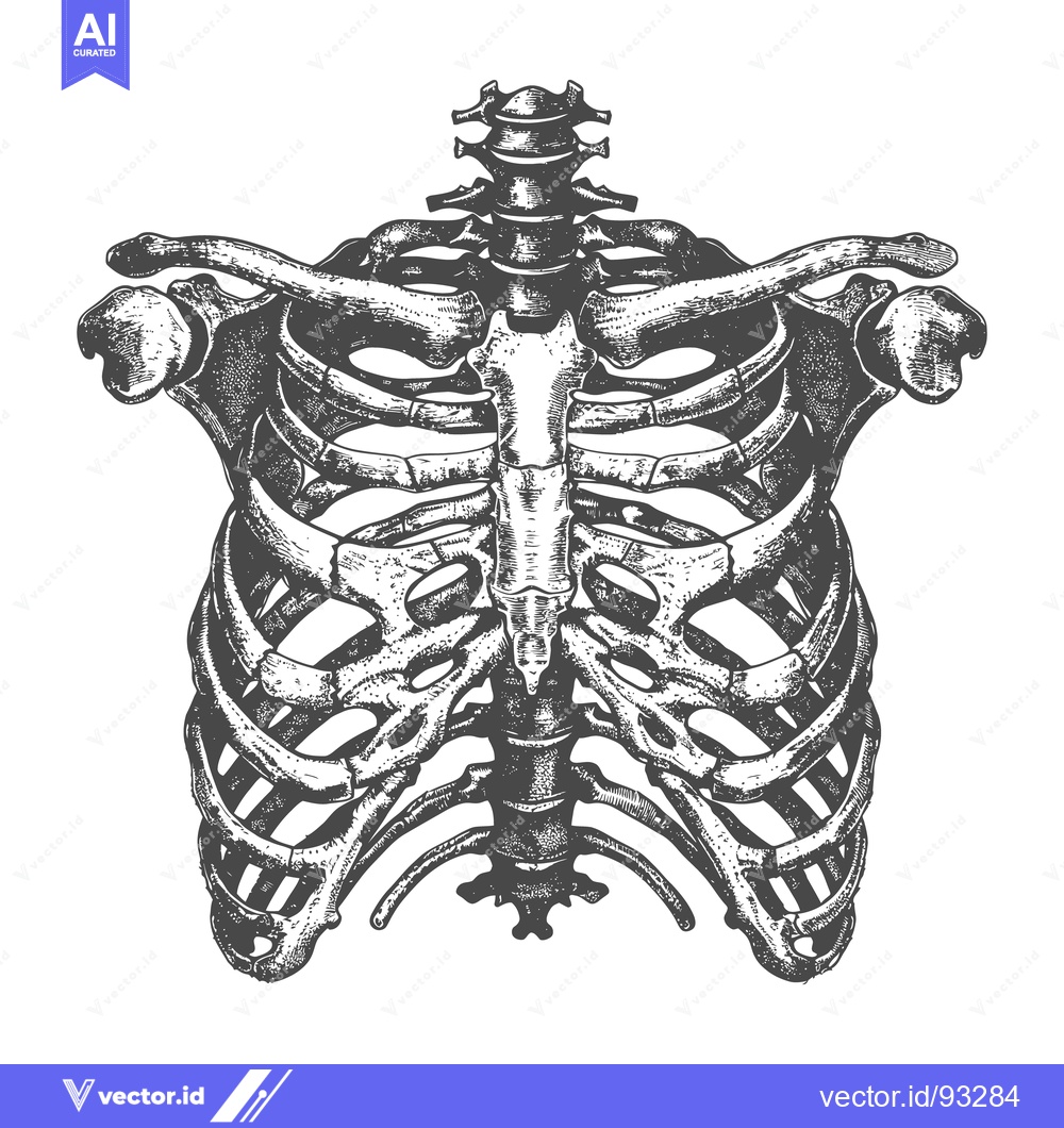 Premium Vector dari Detailed illustration depicts the human skeletal structure of a torso
