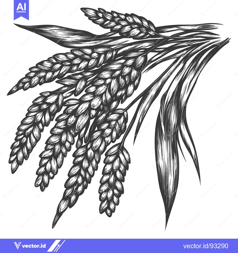 Premium Vector of Detailed illustration depicts several stalks of cultivated golden grai
