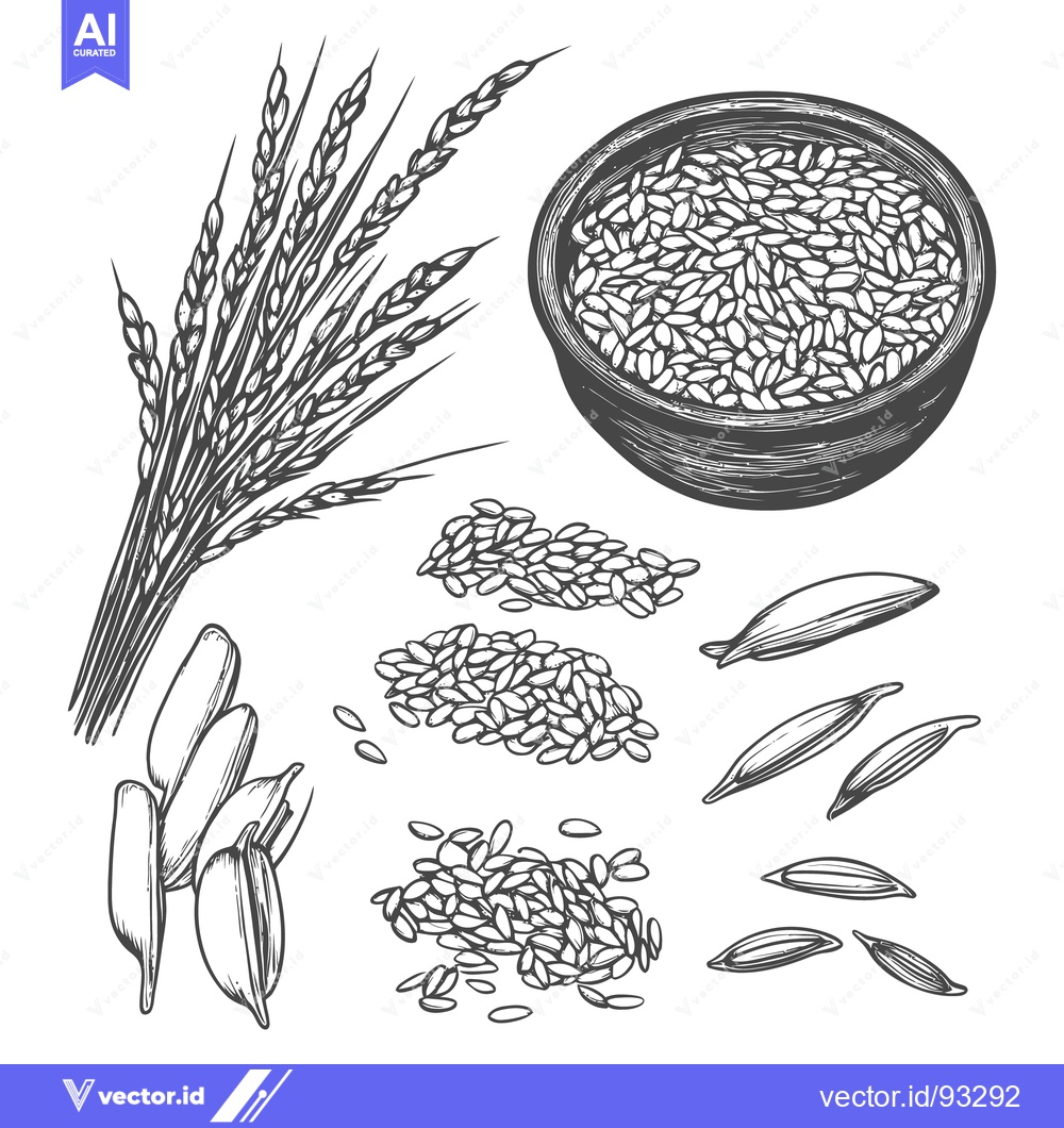 Premium Vector of Detailed monochrome drawing illustrating different stages of harvested