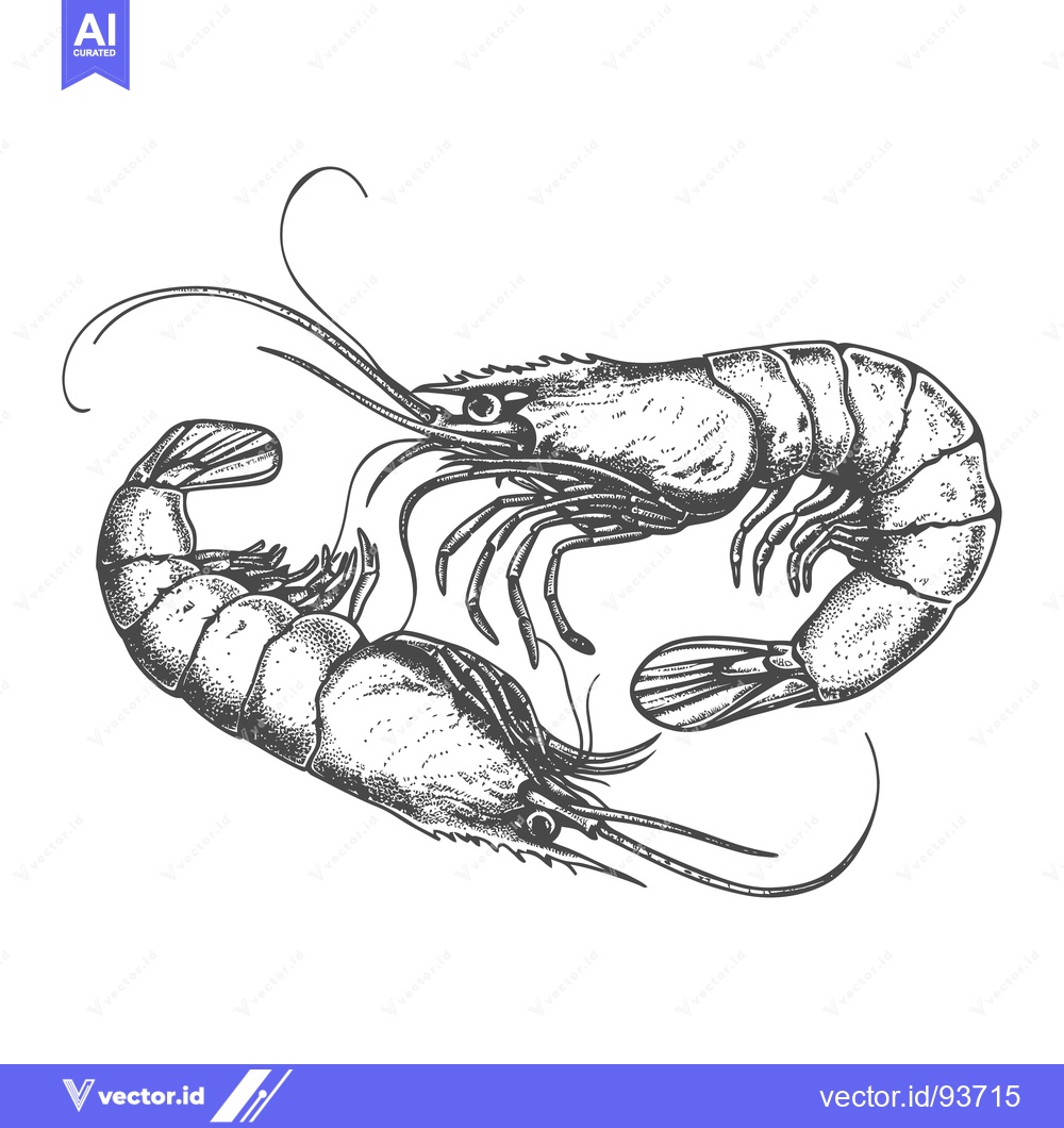 Premium Vector dari Two detailed pen and ink drawings of shrimp are presented