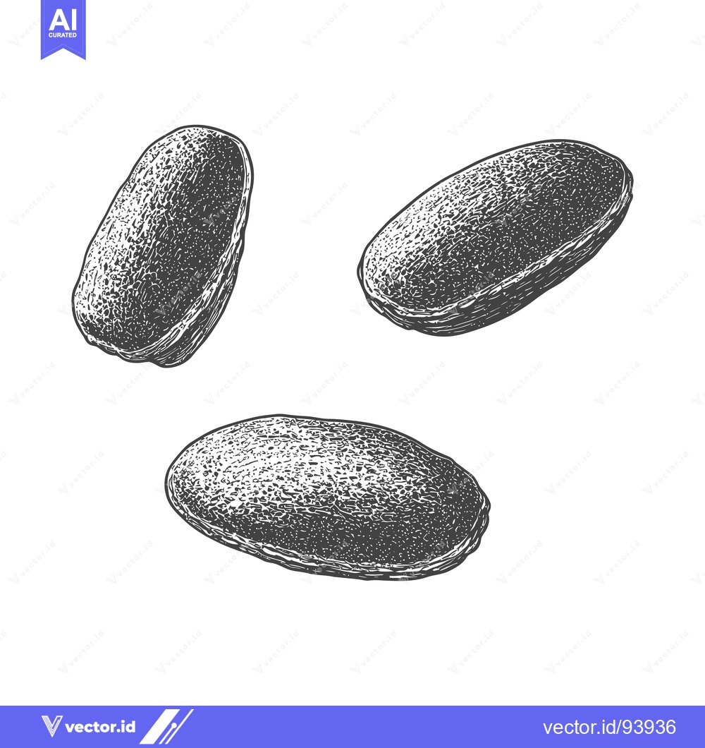 Premium Vector of Detailed illustration depicts three oblong shaped seed like objects