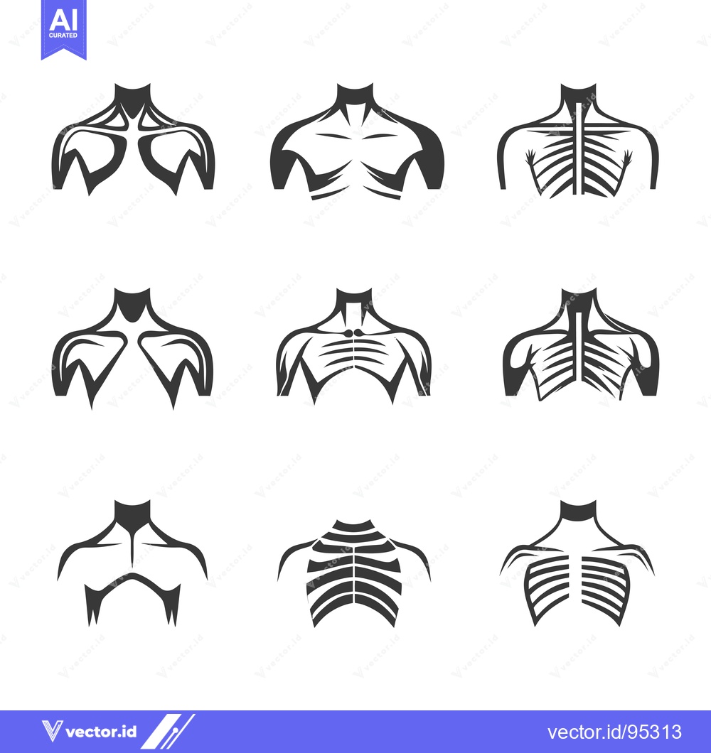 Premium Vector of Set of Human Chest and Shoulder Muscle Illustrations