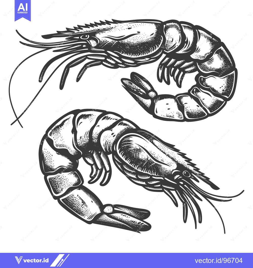 Premium Vector of Two detailed black and white shrimp illustrations on a white backdrop