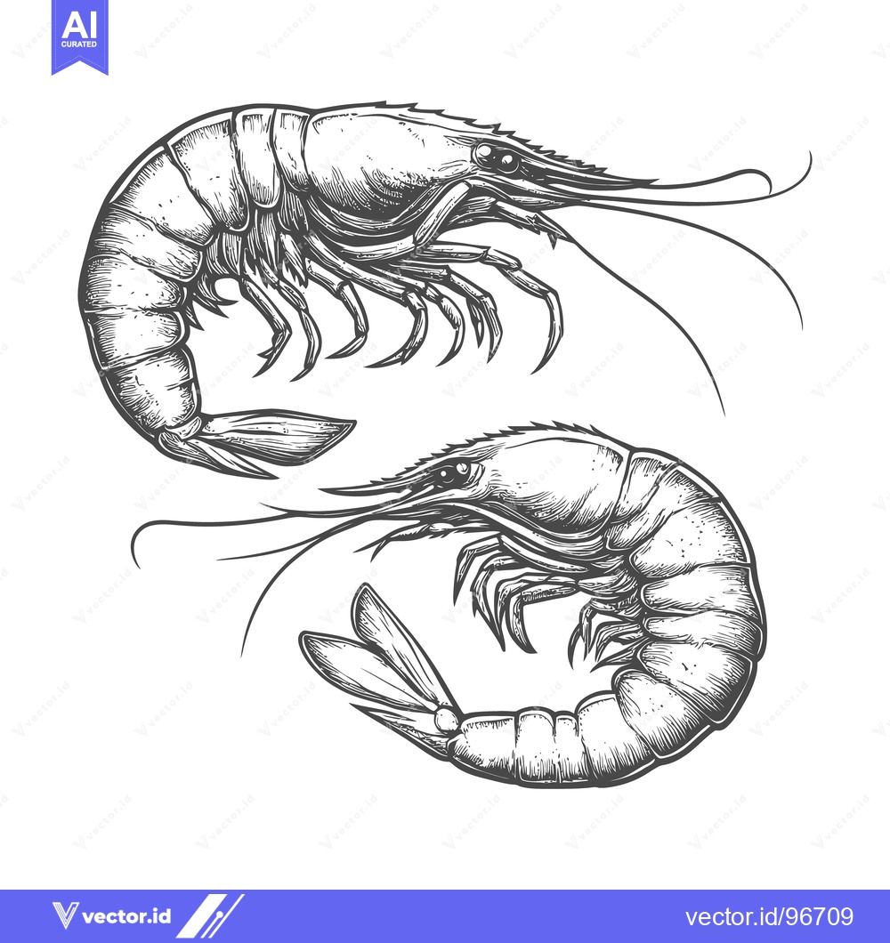 Premium Vector dari Detailed illustration of two crustaceans commonly known as shrimp