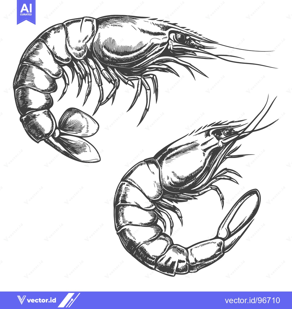 Premium Vector dari Two intricately detailed drawings depicting different types of shrimp