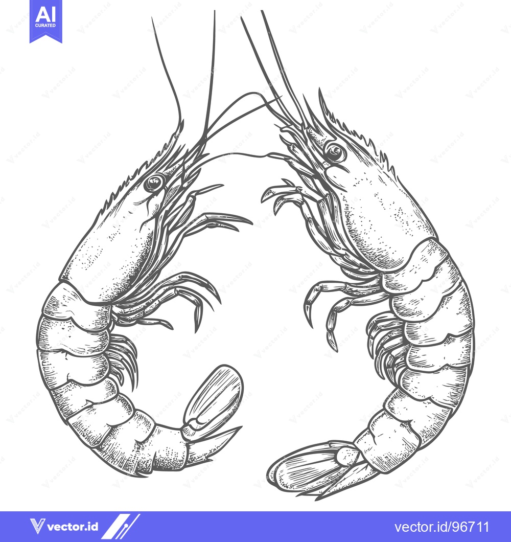 Premium Vector dari Two Drawn Gray Shrimp Depicted in a Detailed Artistic Illustration