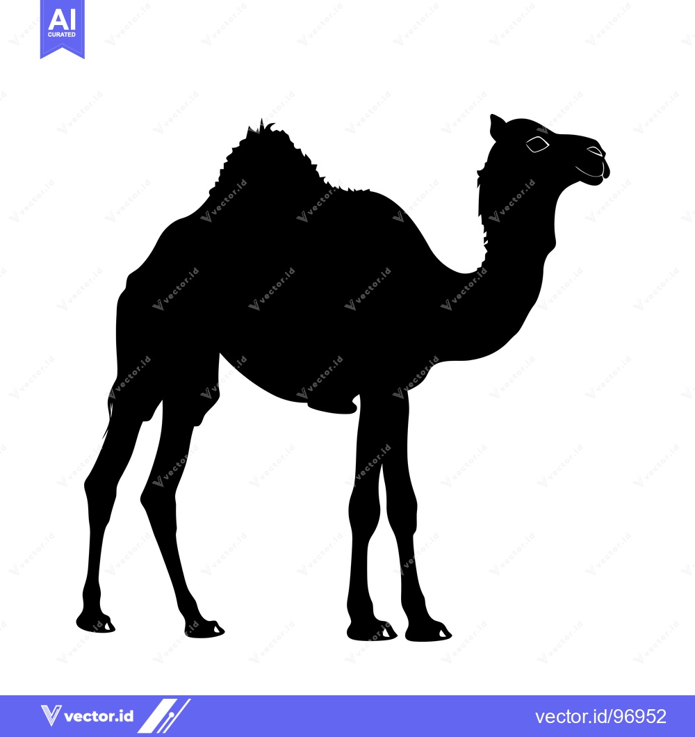 Premium Vector dari Silhouette of a Dromedary Camel Standing Against a White Background.