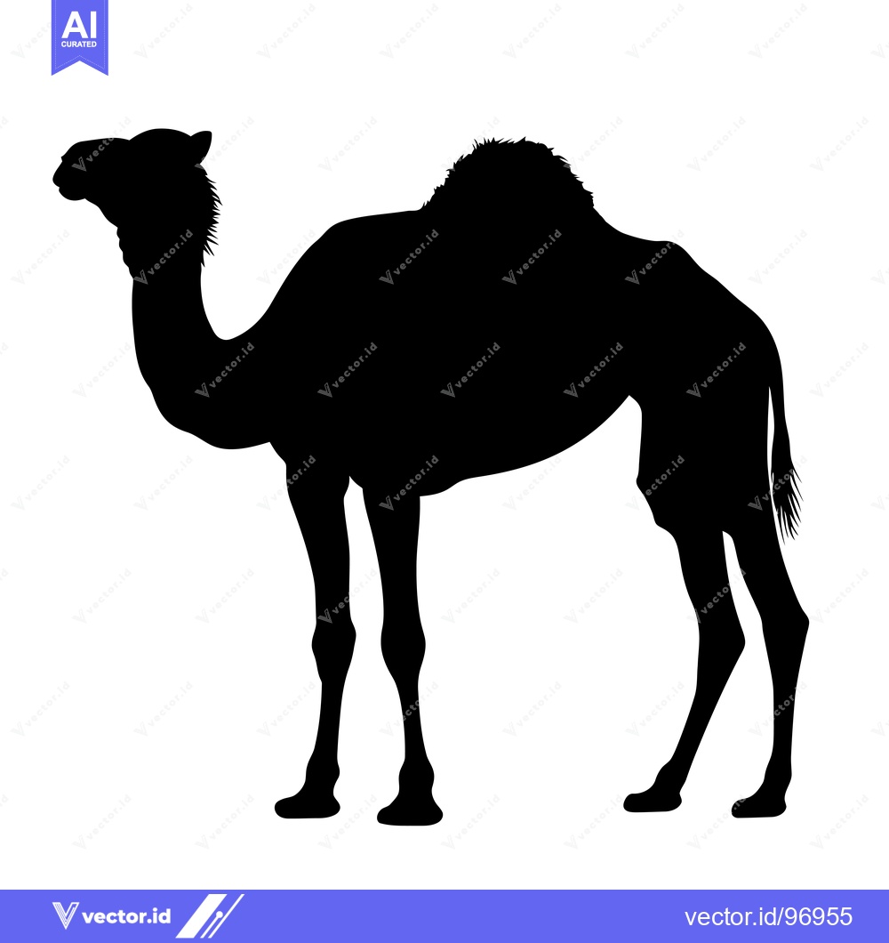 Premium Vector dari Silhouette of a Dromedary Camel Standing on a White Background.