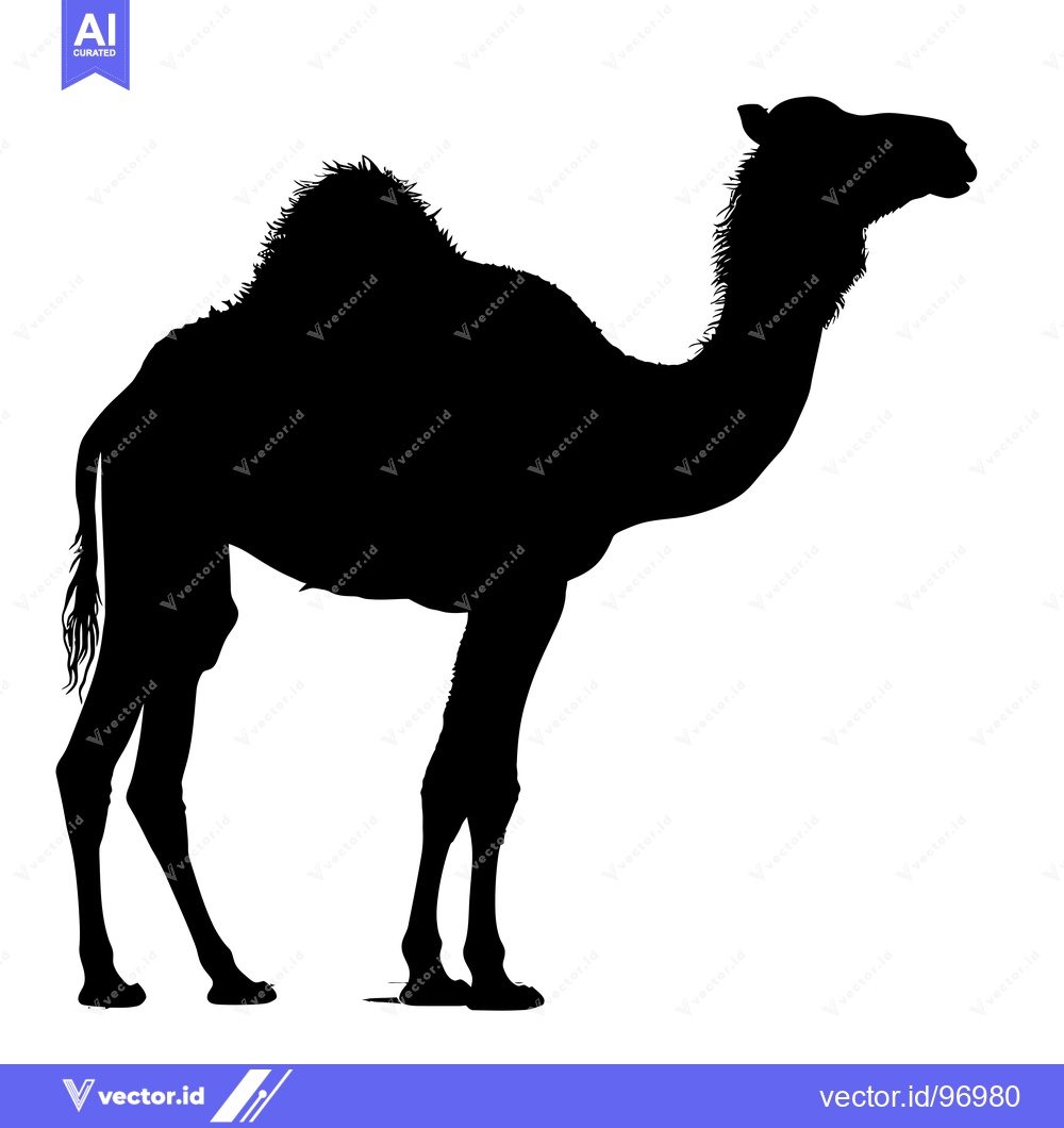 Premium Vector dari Silhouette of a Camel Standing Isolated on White Background.
