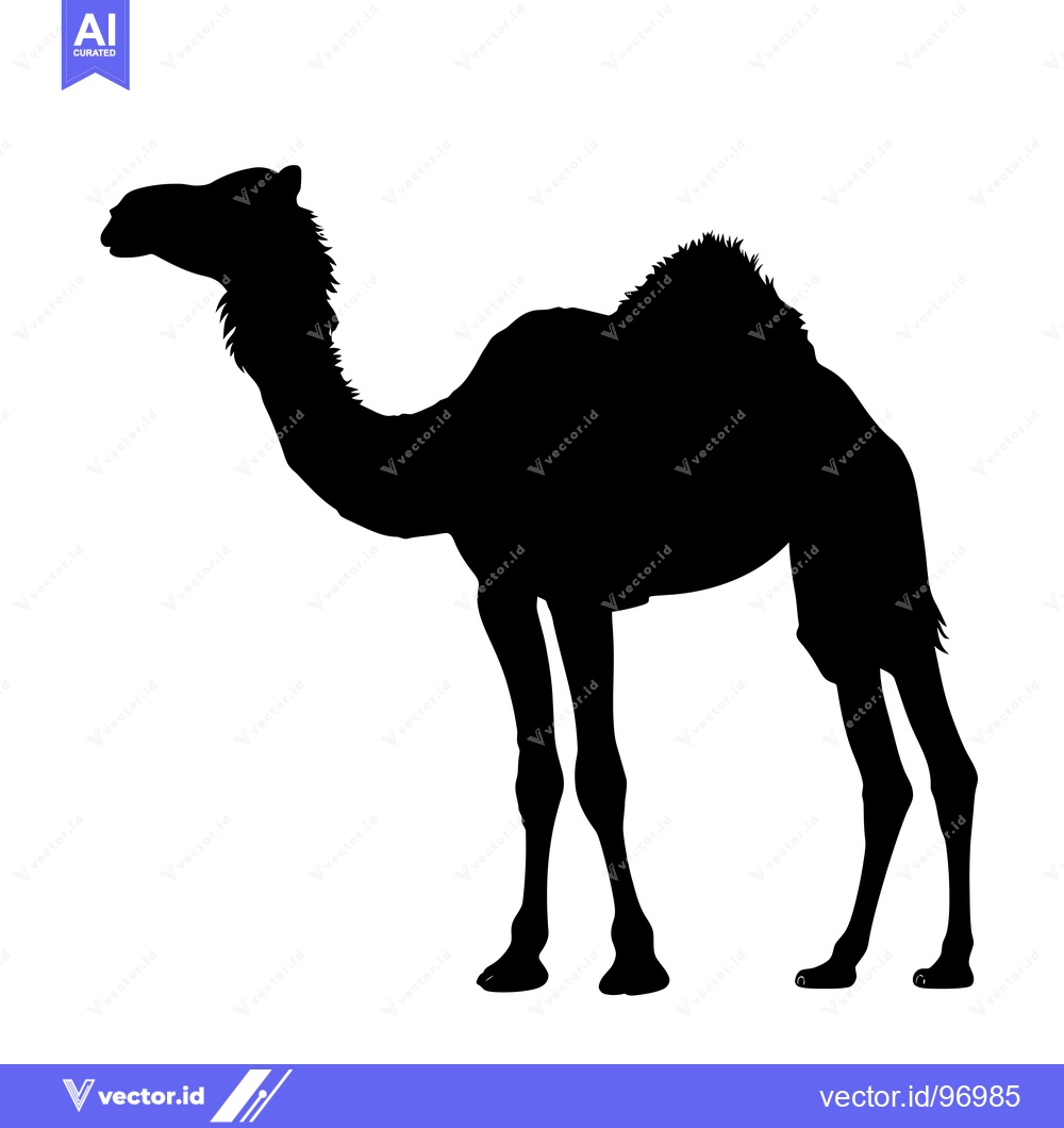 Premium Vector dari Silhouette of a Dromedary Camel Standing Against a White Background.