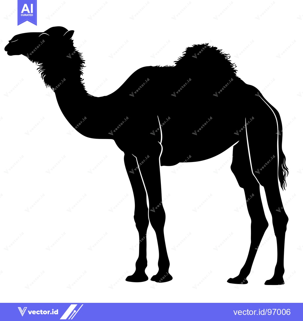 Premium Vector dari Silhouette of a Dromedary Camel Standing on a White Background.