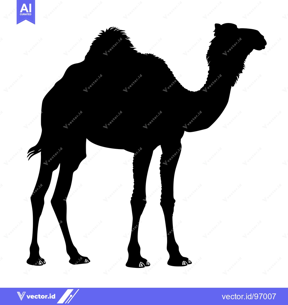 Premium Vector dari Silhouette of a Dromedary Camel Standing Against a White Background.