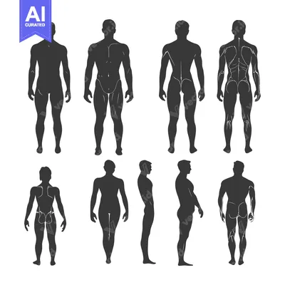 Aset premium populer: Silhouettes of a Male Human Body in Different Poses