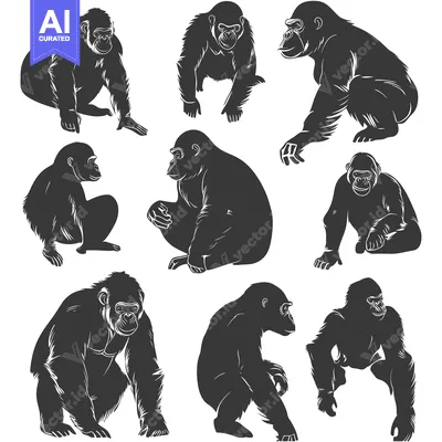 Aset premium populer: Silhouettes of Gorillas in Various Poses
