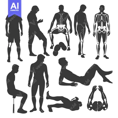 Silhouettes of Human Figures with Visible Skeleton Structures