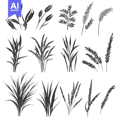 Silhouettes of Various Grasses and Wheat