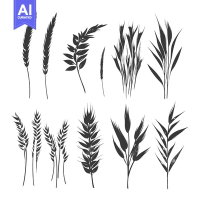 Silhouettes of Various Types of Grass and Wheat