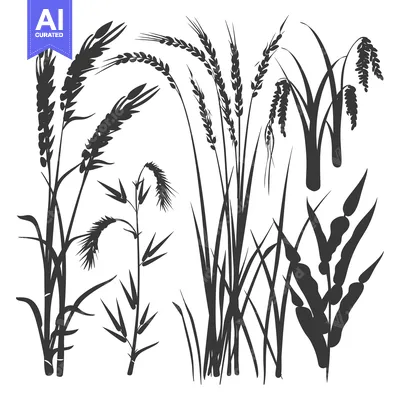 Premium design asset: Silhouettes of Various Types of Grass and Wheat