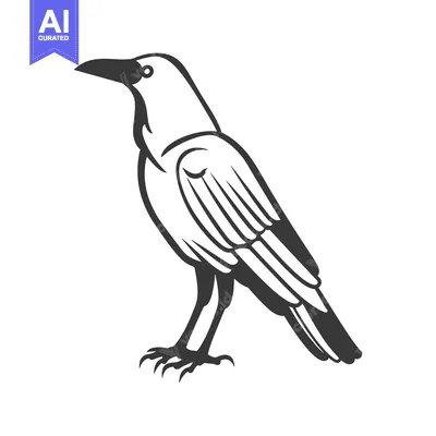 A Black And White Illustration Of A Raven Standing With Its Wings Fold